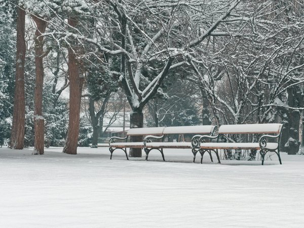 Exploring the Connection: Can Gut Microbiome Diversity Influence Depression Rates?